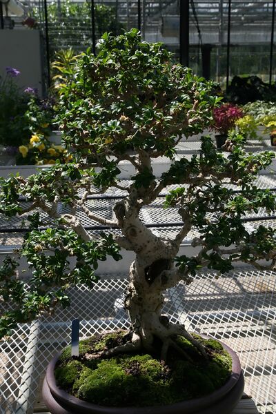 ملف:Ehretia microphylla 3zz.jpg