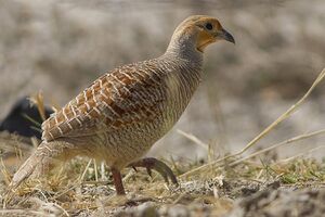 Grey Francolin Tal Chappar Churu Rajasthan India 14.02.2013.jpg