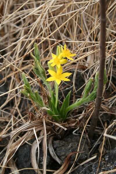 ملف:Hypoxis angustifolia MS 3546.jpg