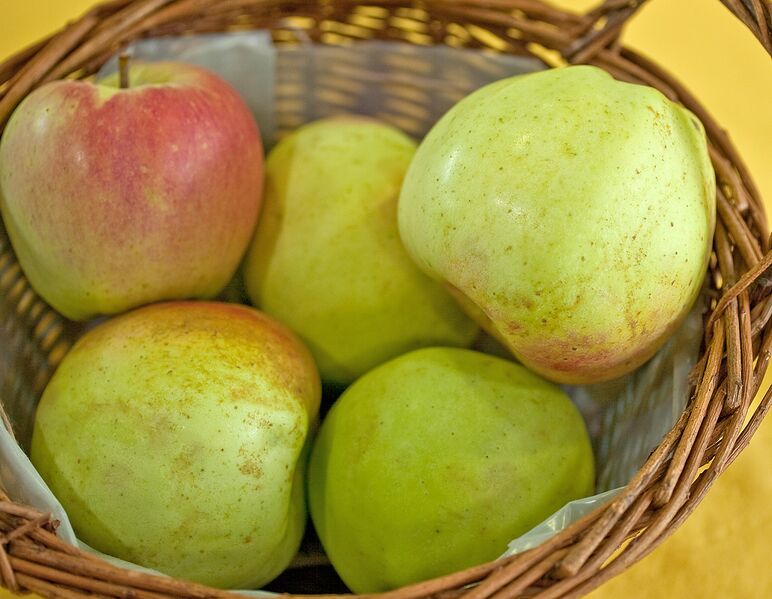 ملف:Malus Adersleber Kalvill 4595.jpg