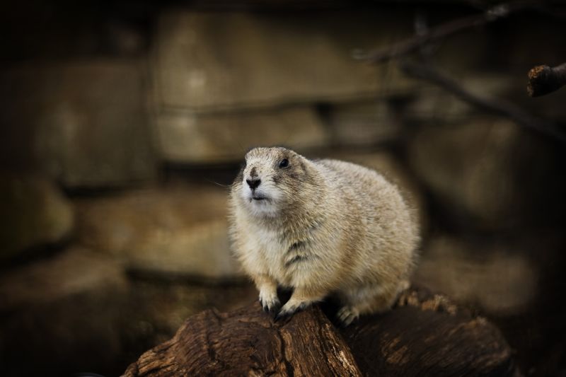 ملف:PrairieDog.jpg