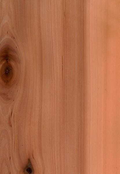 ملف:Birnbaum01.jpg