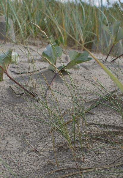 ملف:Elymys juncea kz2.jpg