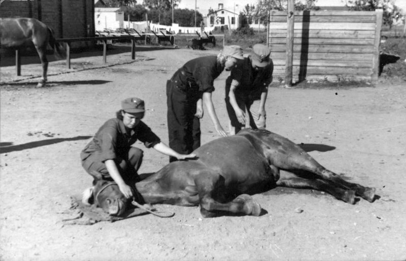 ملف:Finnish-Lottas-caring-for-the-horse-1941-352033939357.jpg