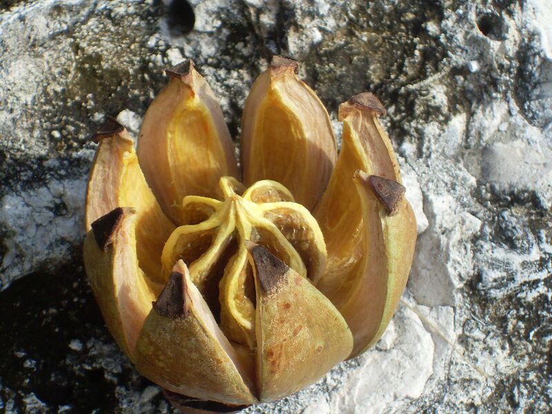 ملف:Fruta de Habana.JPG