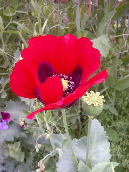 ملف:Poppy-1.jpg