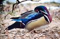 A wood duck