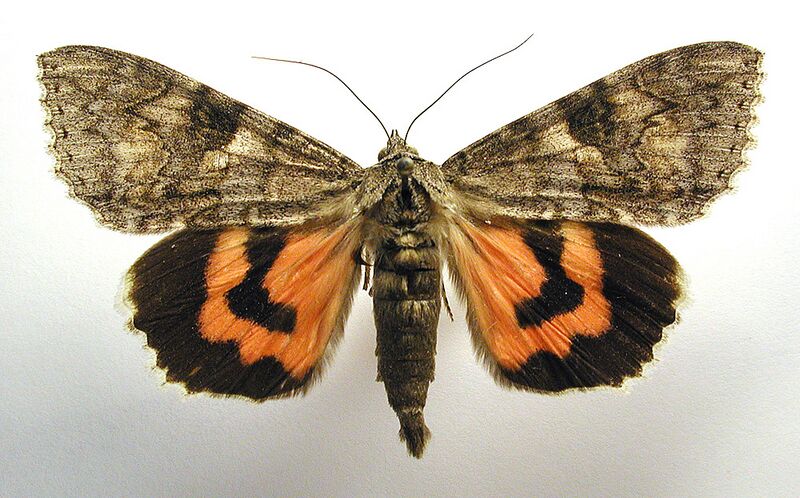 ملف:Catocala nupta.jpg