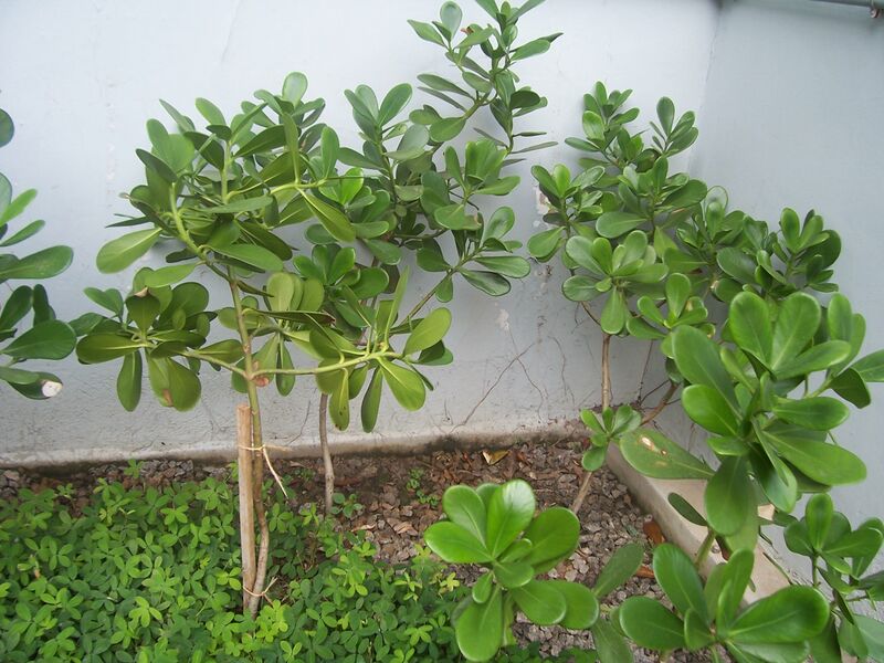 ملف:Clusia fluminensis.jpg