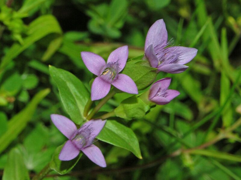 ملف:Gentianaceae - Gentianella campestris-1.JPG