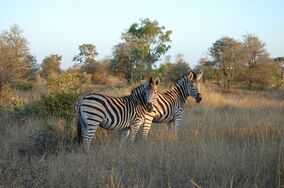 Kruger Zebra.JPG