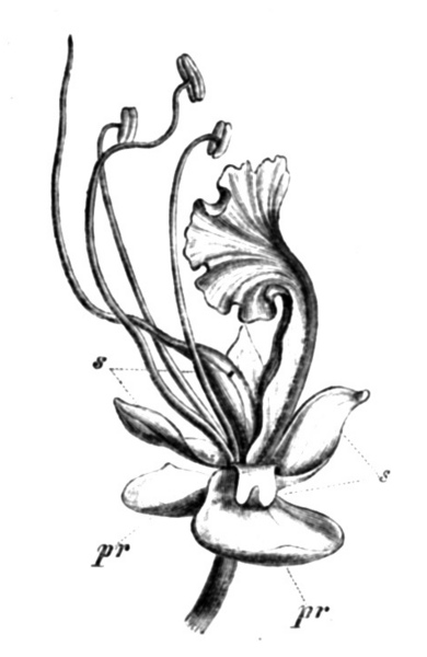 ملف:Macrolobium taxifolium Taub78a.png