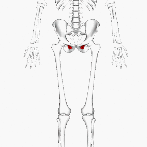 ملف:Obturator internus large.gif