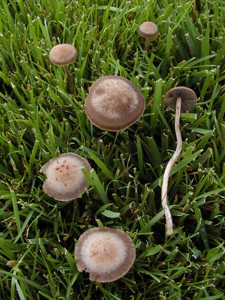 ملف:Panaeolus cinctulus.jpg