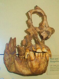 Partial fossil skull of ape