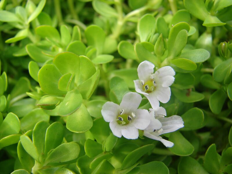 ملف:Starr 070815-8055 Bacopa monnieri.jpg