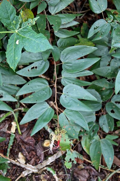ملف:Bauhinia multinervia (Fabaceae) (33908972531).jpg