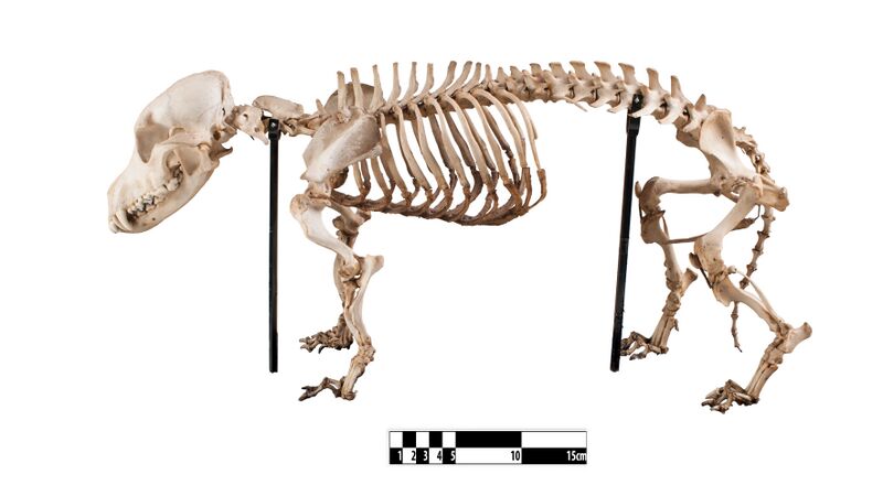 ملف:Dachshund dog at MAV-USP-edited.jpg