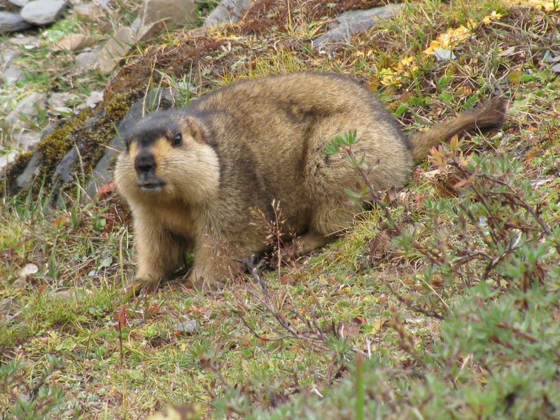 ملف:Himalayan Marmot at Tshophu Lake Bhutan 091007 b.jpg