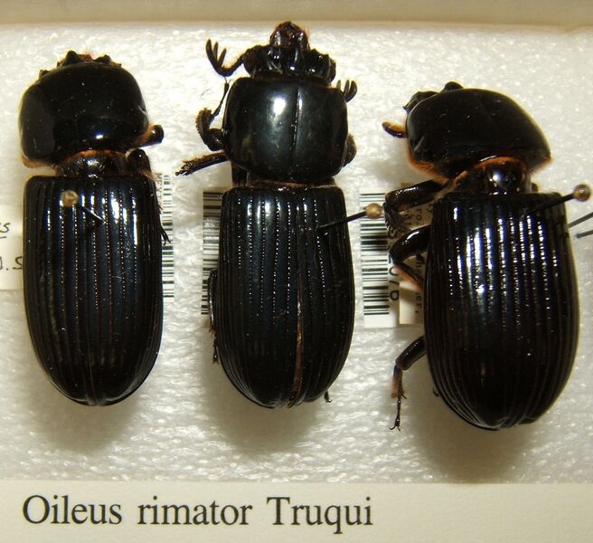 ملف:Oileus rimator sjh.jpg