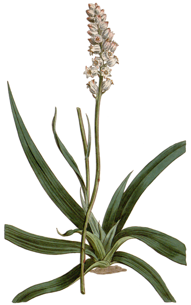 ملف:Aletris farinosa CBM-34.png