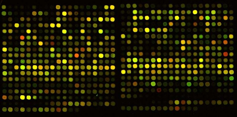 ملف:Cdnaarray.jpg