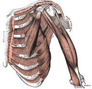 Deep (left) and superficial (right) muscles of the chest and arm; the short head of the biceps originates from the coracoid process at the top of the scapula. The long head originates from the supraglenoid tubercle just below the shoulder joint, from where its tendon passes up along the intertubercular groove of the humerus into the joint capsule of the shoulder joint. [1]