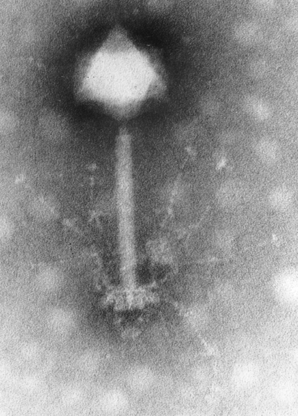 ملف:Phage S-PM2.png