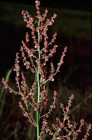 Rumex thyrsiflorus eF.jpg