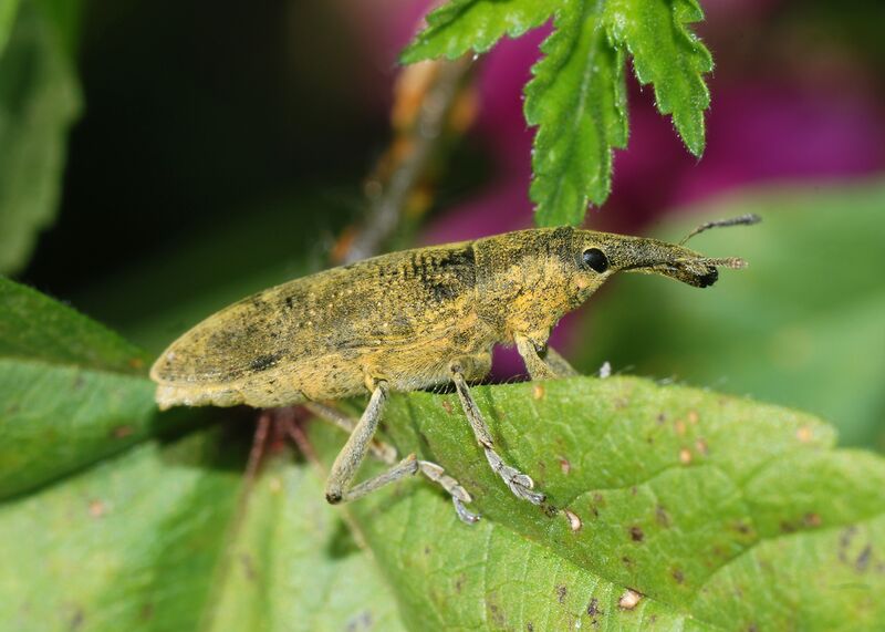 ملف:Weevil February 2008-1.jpg