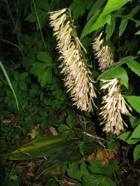 ملف:Cremastra appendiculata 3.JPG