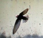 House swift I2 IMG 3262 a.jpg