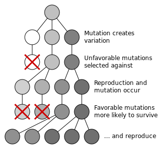 ملف:Mutation and selection diagram.svg