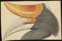 Early nineteenth century drawing of the Rhinoceros hornbill (Buceros rhinoceros), Indonesia.