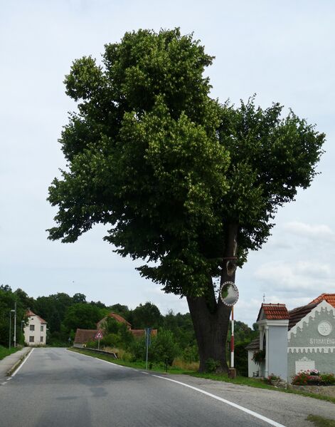 ملف:Nedabyle - lípa.jpg