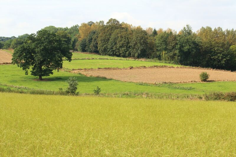 ملف:Steenbergse bossen 04.jpg