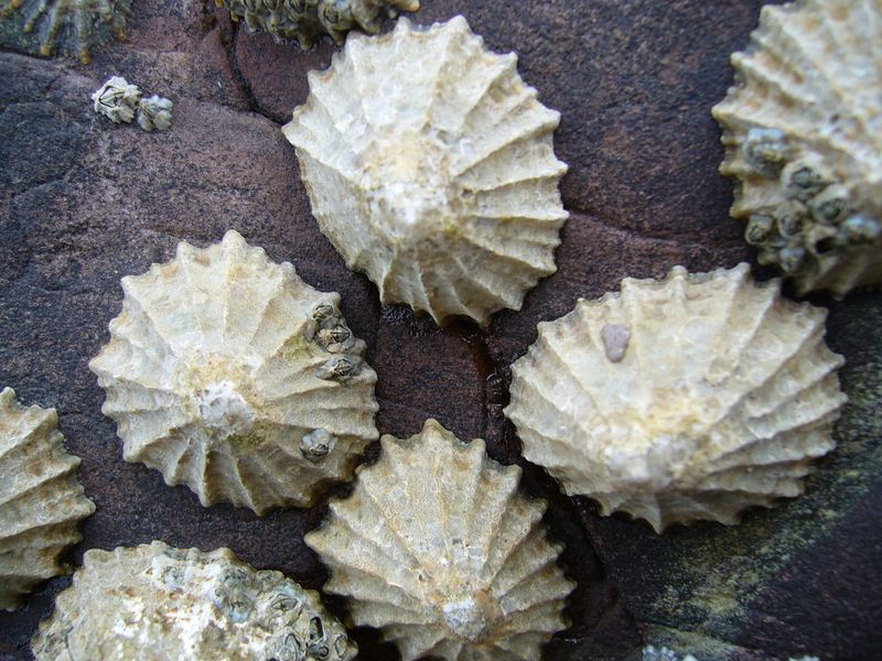 ملف:Common limpets1.jpg