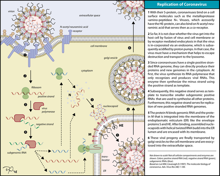 ملف:Coronavirus replication.png