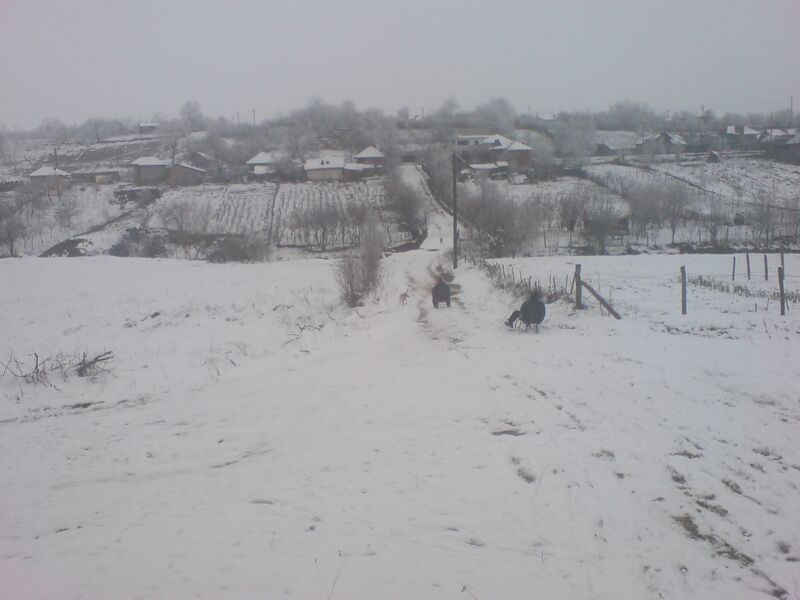 ملف:Dobromira iarna.jpg