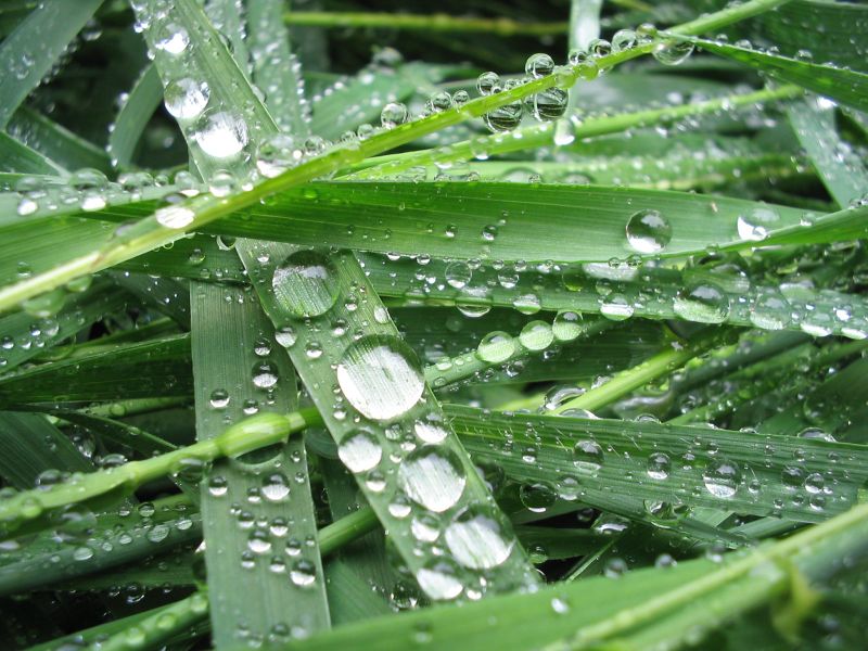 ملف:Drops I.jpg