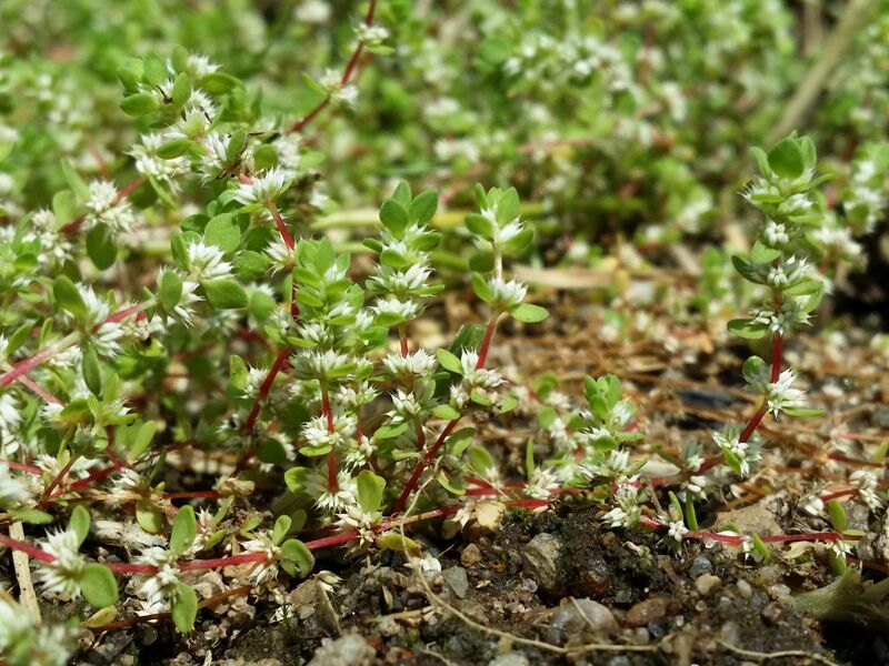 ملف:Illecebrum verticillatum sl21.jpg