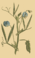 Lathyrus sativ.png