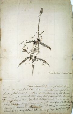 Drawing of partially complete skeleton of creature with long thin neck, small skull, and paddles