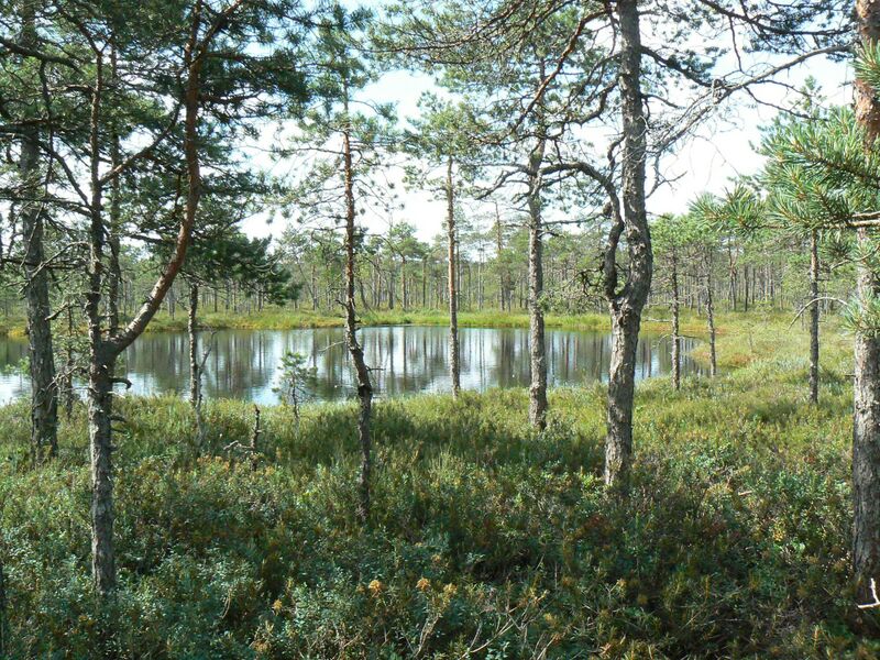 ملف:Rubina soo 2.jpg