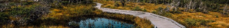 ملف:Bog Boardwalk (21576051319) (cropped).jpg