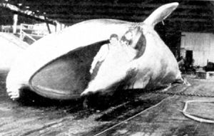 Photo of whale on dock with man standing in its opened mouth