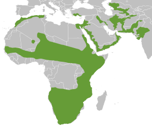 Caracal Geographical Range.svg