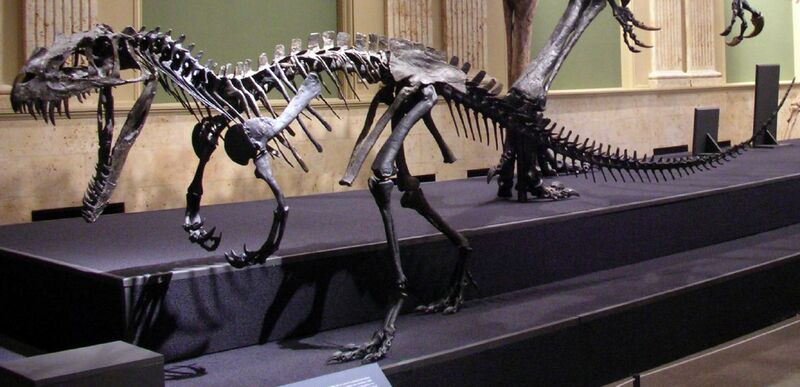 ملف:Ceratosaurus mounted.jpg