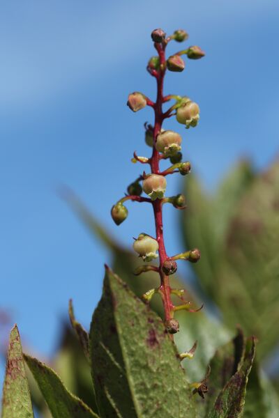 ملف:Eubotryoides grayana.JPG