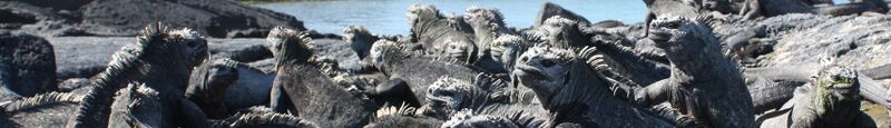 ملف:Fernandina banner Marine iguanas.JPG